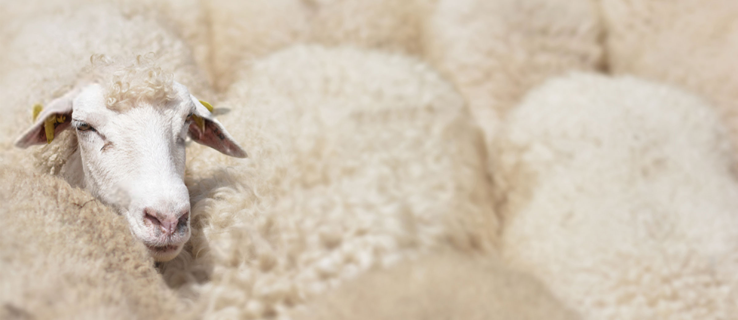 De ansatte - Sola Regnskap